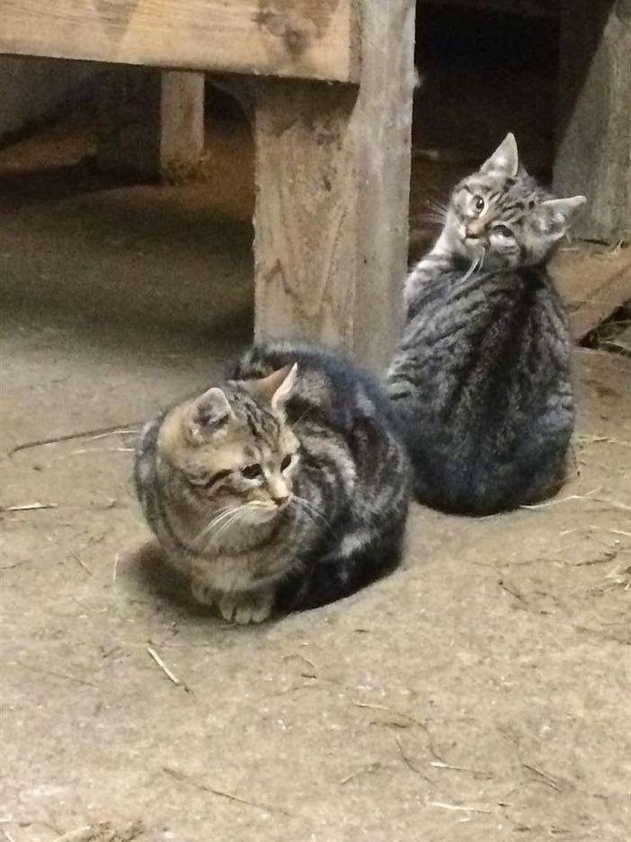 Katzen Beim Maurer Hopferau