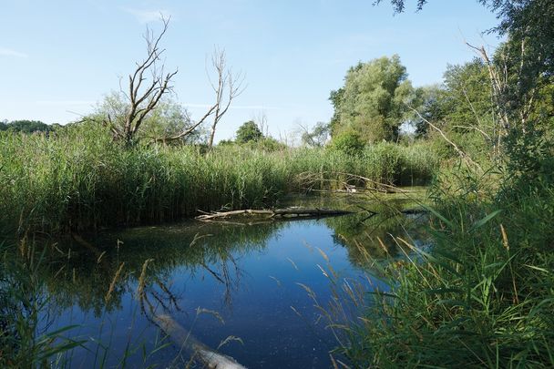 Alte Günz im urspünglichen und nicht regulierten Flussverlauf