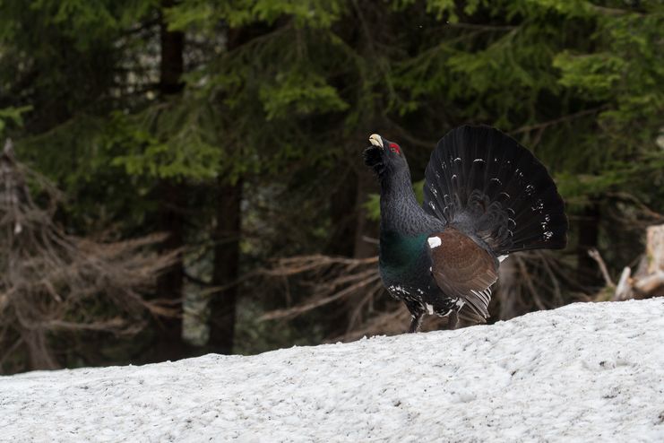 Das größte Huhn Europas_Naturpark Nagelfluhkette