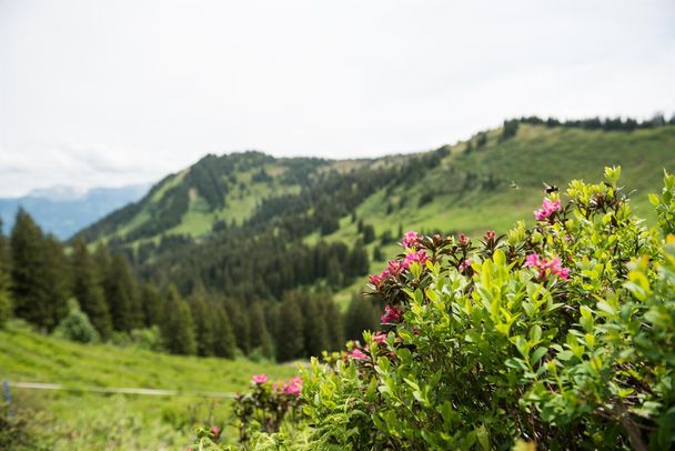 Mit etwas Glück sieht man die Alpenrosen blühen