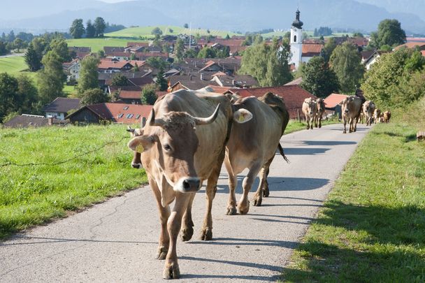 Kühe am Wiesenweg