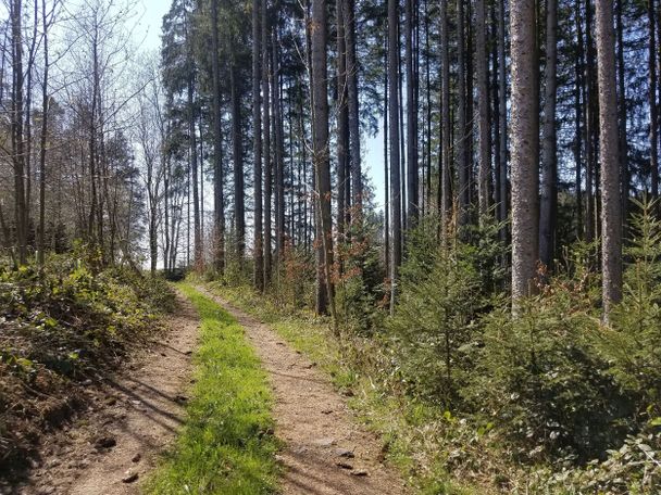 Weicher Waldweg vor Fidelershof