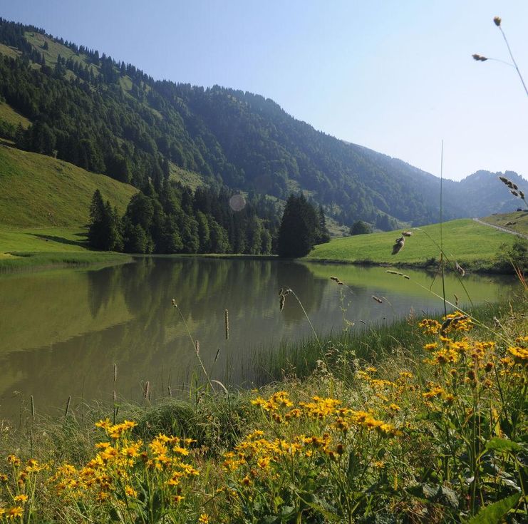 Radtour ab Balderschwang: Lecknertal - Scheidewang - Höllritzer Alpe