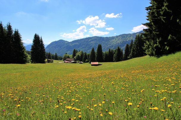 Bergwiesen bei der Gundhütte