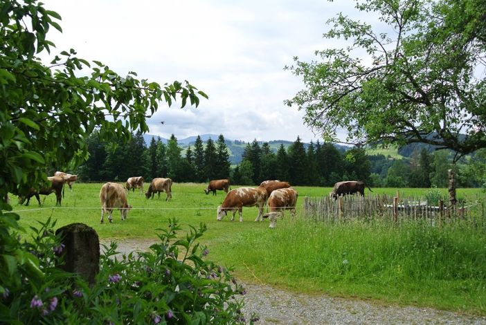 Unsere Kühe im Blick