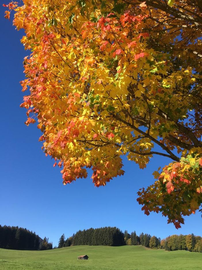 Herbst in Rieggis