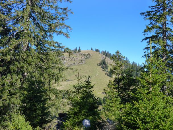 Blick zum Rehbichl (unterhalb des Schönkahlers)