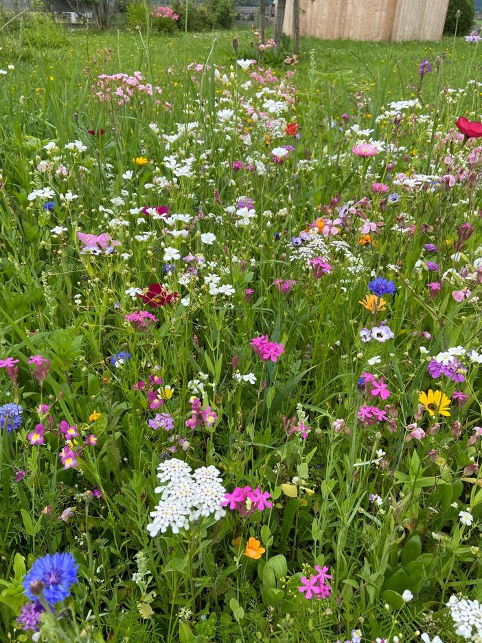 Blumenwiese