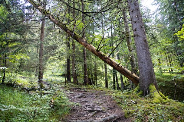 Wanderweg durch den Bergwald