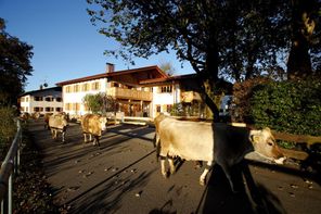 LMia von Straße mit Kühe im Herbst