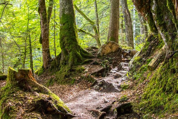 Wanderweg durch die Reichenbachklamm