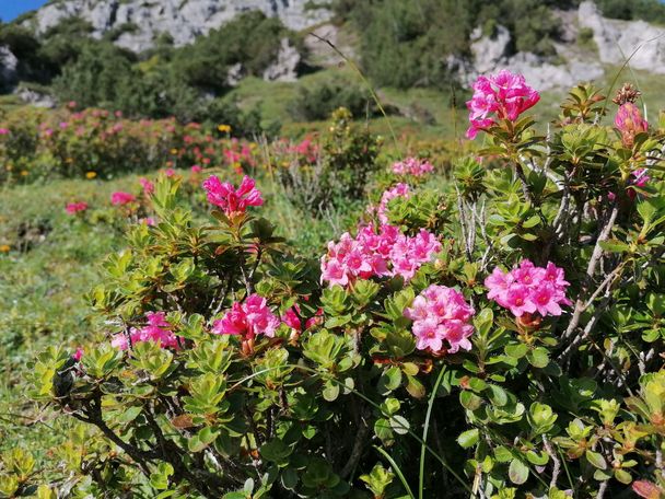 Alpenrosen