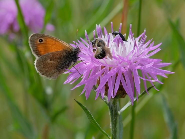 04082024-Blumen-und-Insekten-im-Haselbachtal-Willibald-Lang