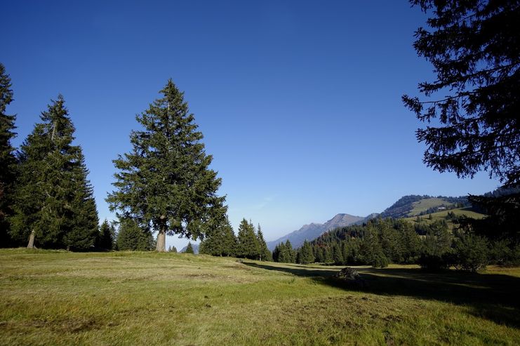 Rundweg an der Hörmoosalpe