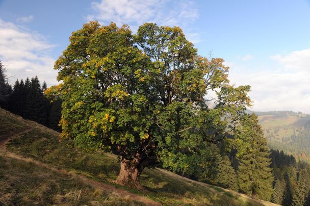 Bergahorn im Naturpark Nagelfluhkette