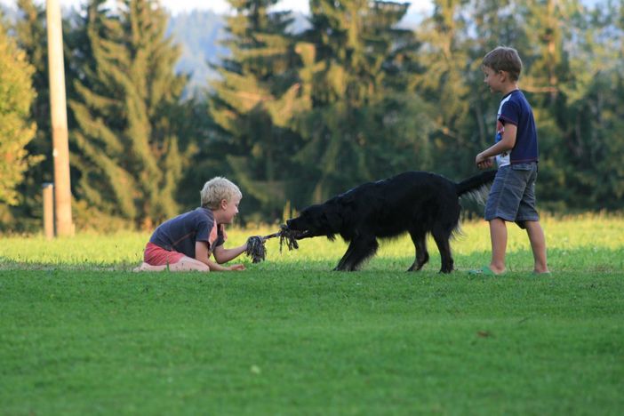 Spielen mit dem Hund