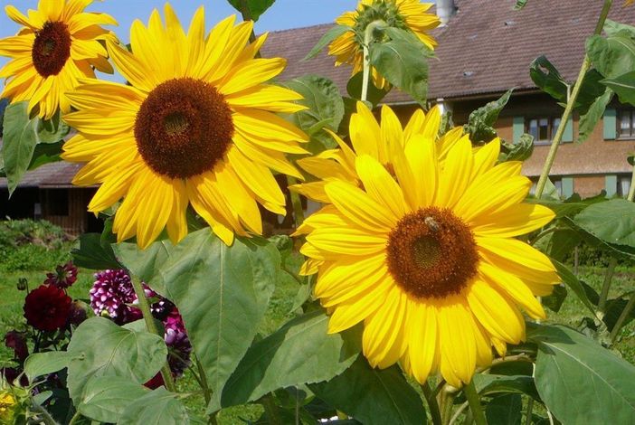 Sonnenblumen im Garten