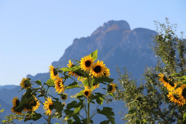 Stögerhof - Sommerurlaub