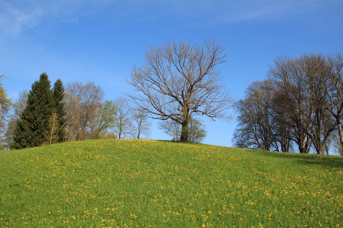 Blick vom Haus mit Löwenzahnblüte