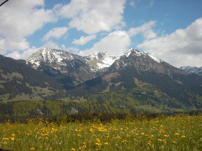 Löwenzahnblüte im Allgäu