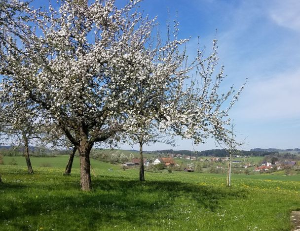 Obstwiese bei Halbrechts