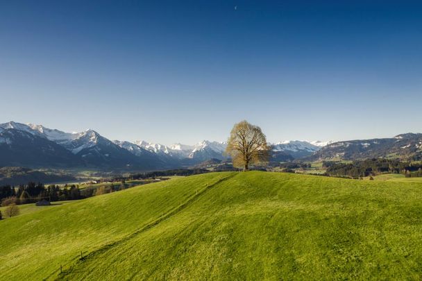 Wittelsbacher Höhe bei Ofterschwang im Frühling