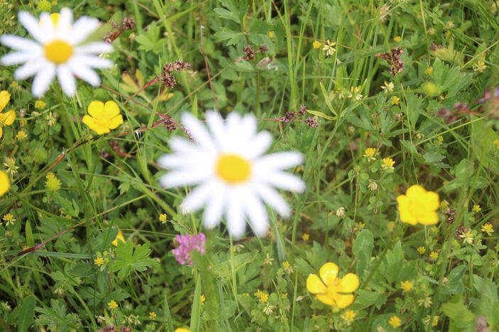 Sommer im Garten