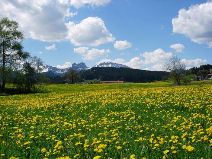 Löwenzahnwochen im Frühling