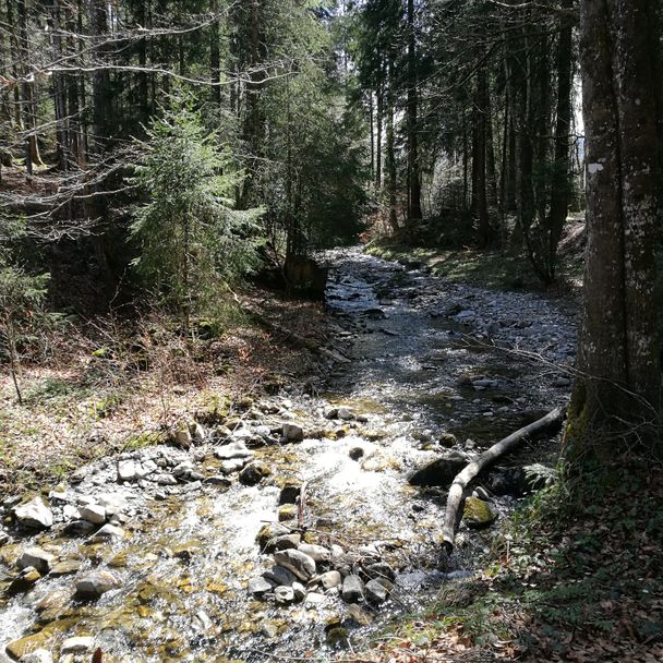 Bachlauf im Wald