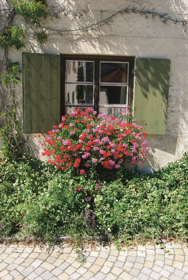 Farbenreiche Blumen auf der Günztal-Runde in Obergünzburg