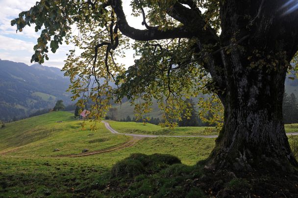 Bergulme auf dem Weg zur Oberstiegalpe