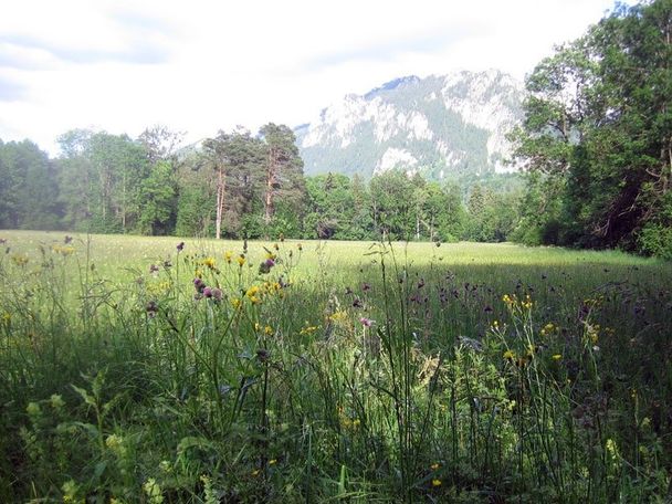 Oberhalb des Schwansees auf dem Alpenrosenweg