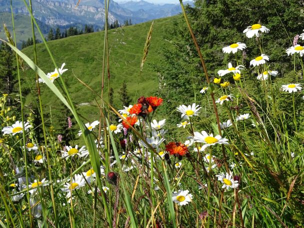 Blumenvielfalt Riedberger Horn