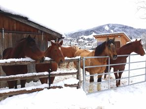 Pferde im Schnee