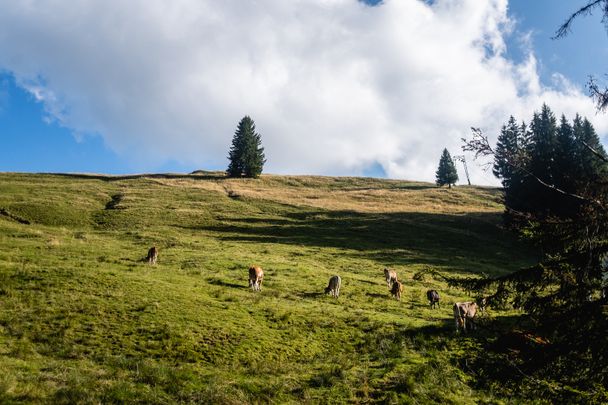 BierGenussWanderweg - Route 5 "Von Kranzegg auf den Grüntengrat"