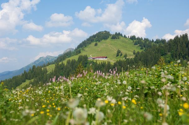 Auf dem Weg zum Falken