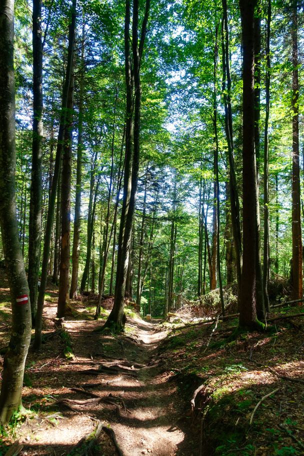 Waldweg Richtung Saloberalm