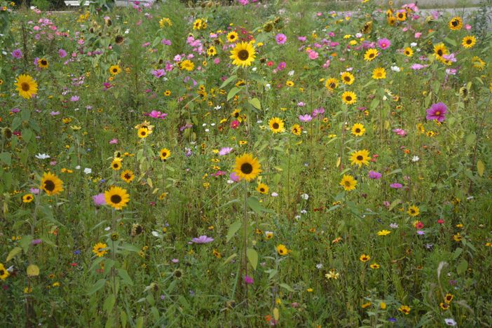 Blumenwiese vor dem Haus