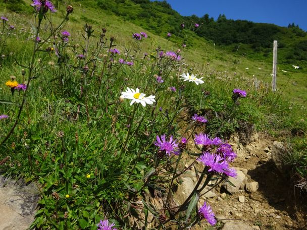 Blumenwiese auf der Wannenkopf-Tour