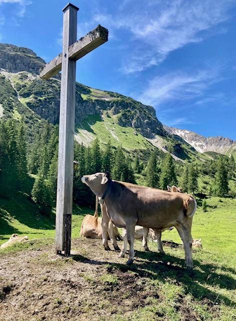 Glückliche Kühe