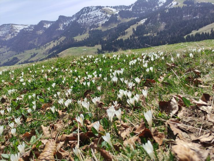 Blick von der Fuh zur Nagelfluhkette