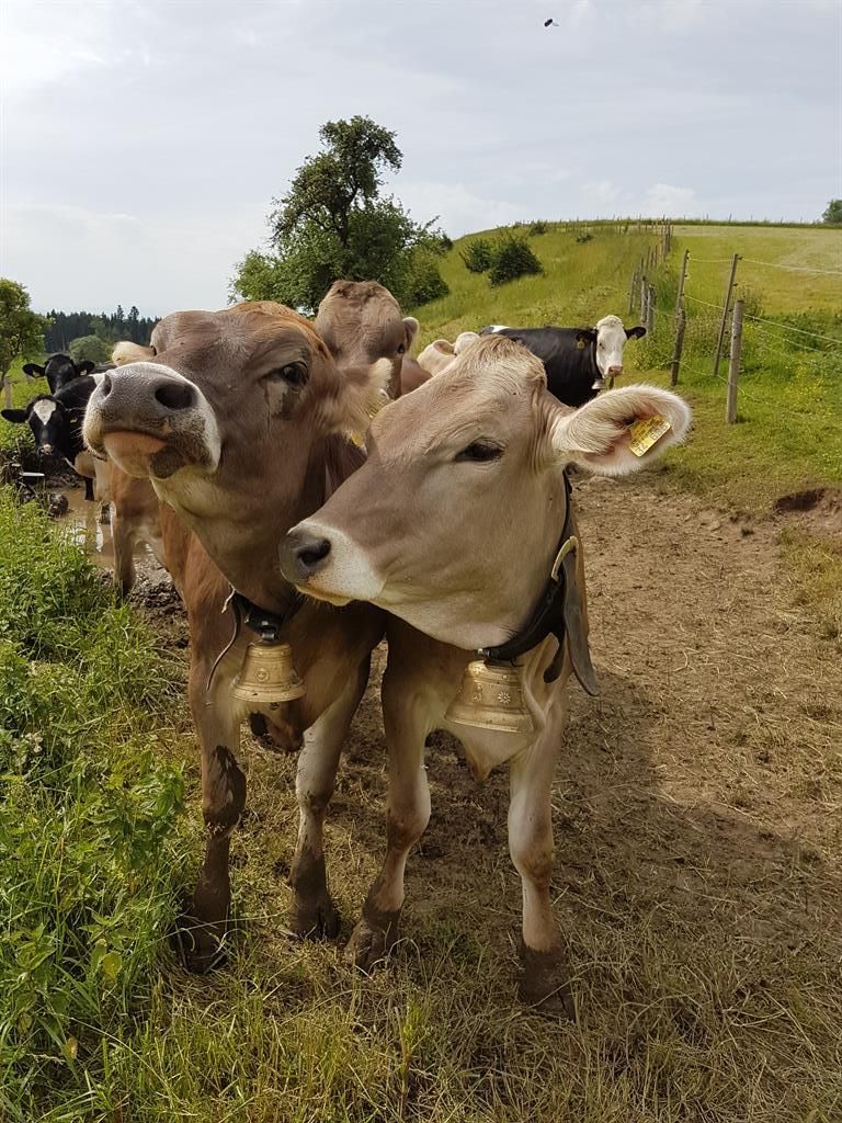 Grüße aus dem Allgäu