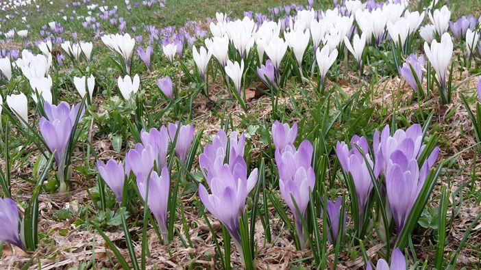 Krokusblüte am Hündle