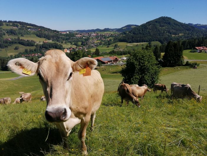 Unsere Kühe auf der Wiese