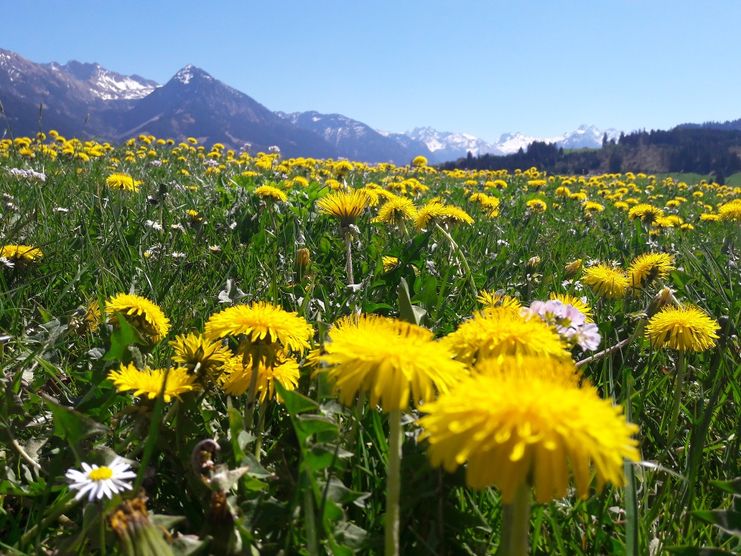 Löwenzahnblüte in Fischen i. Allgäu