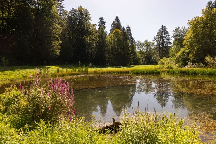 Weiher an der Ehwiesmühle