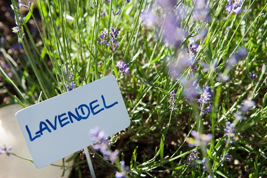 Waibelhof - Lavendel