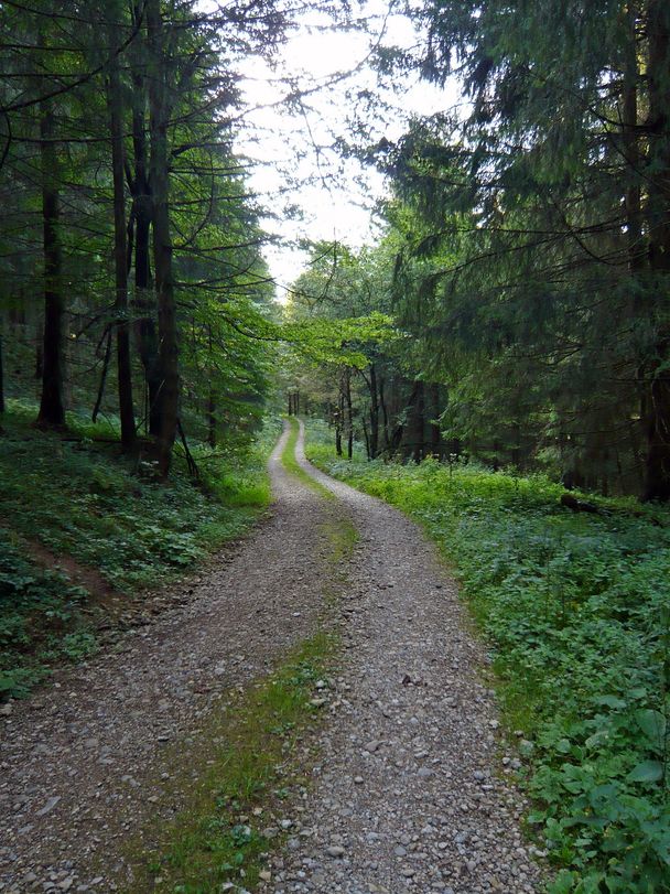 Waldweg auf der Morgenbrunnen-Runde