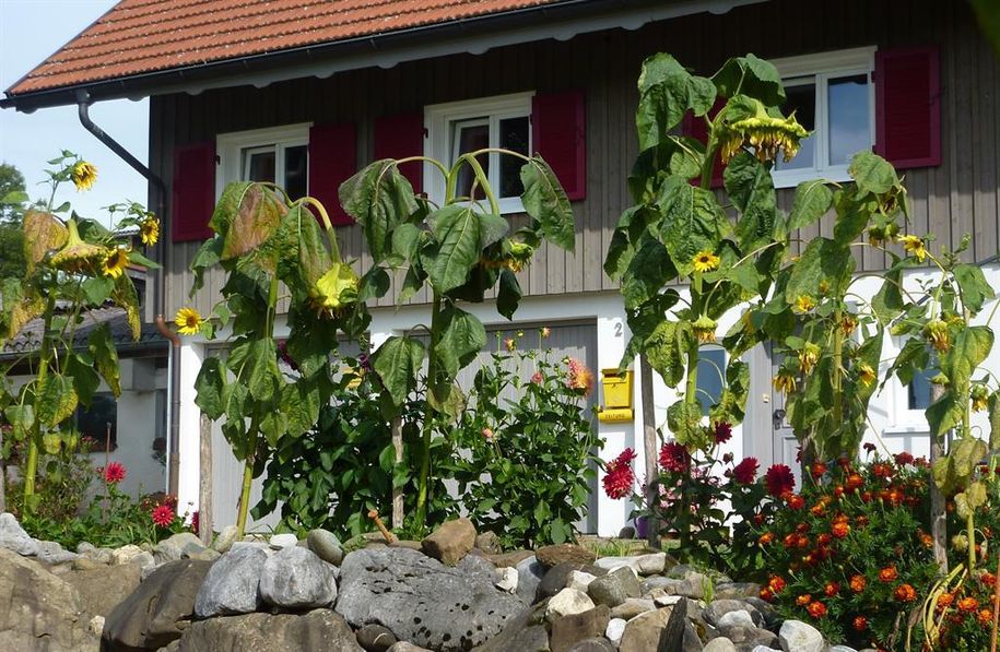 Ferienwohnung Walker Sonnenblumen