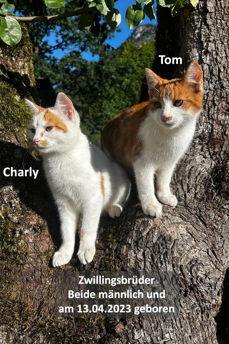 Katzen mit Namen und Geburtsdatum